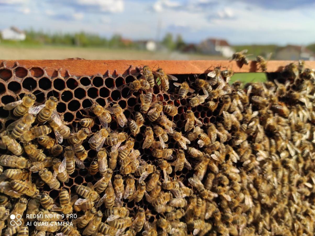 Home Of Nature - Kuca Prirode Odžak Buitenkant foto