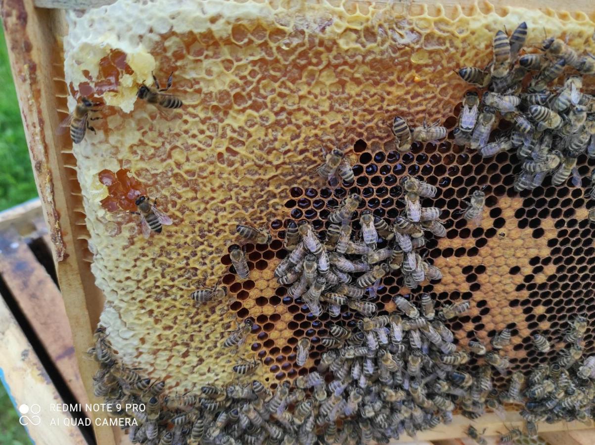 Home Of Nature - Kuca Prirode Odžak Buitenkant foto